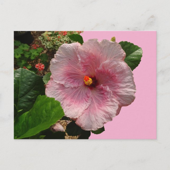 Pink Hibiscus DIY Postcard (Front)