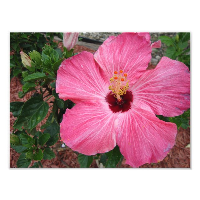 Pink Hibiscus Floral Flower Nature Photo Print Art (Front)