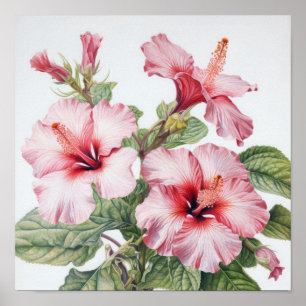 Pink Hibiscus Flower Art Print Poster