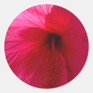 Pink Hibiscus Flower Classic Round Sticker