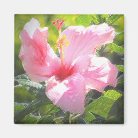 Pink Hibiscus Flower