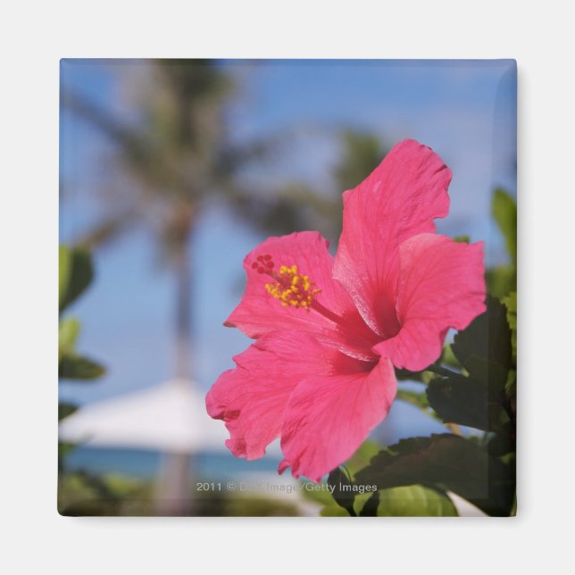Pink hibiscus flower magnet (Front)