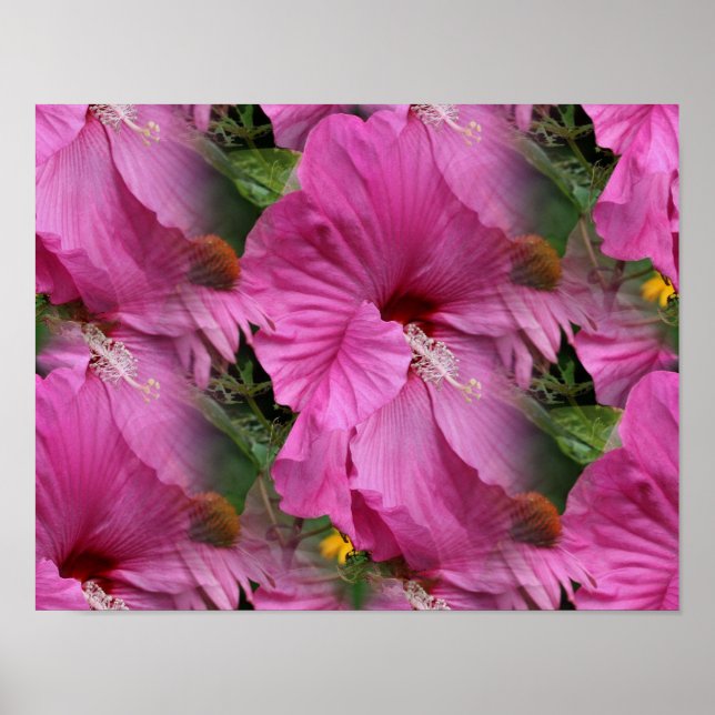 Pink Hibiscus Flower Multiplied Poster (Front)