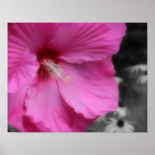 Pink Hibiscus Flower Partial Colour Poster