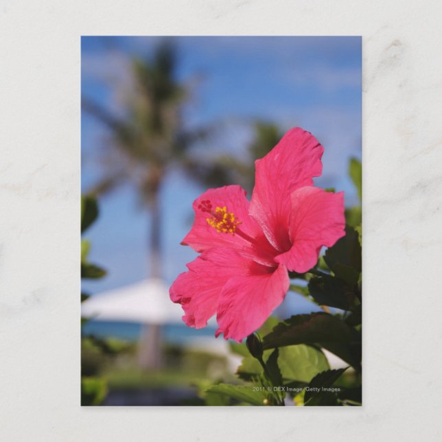 Pink hibiscus flower postcard (Front)