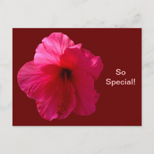 Pink Hibiscus Flower Postcard