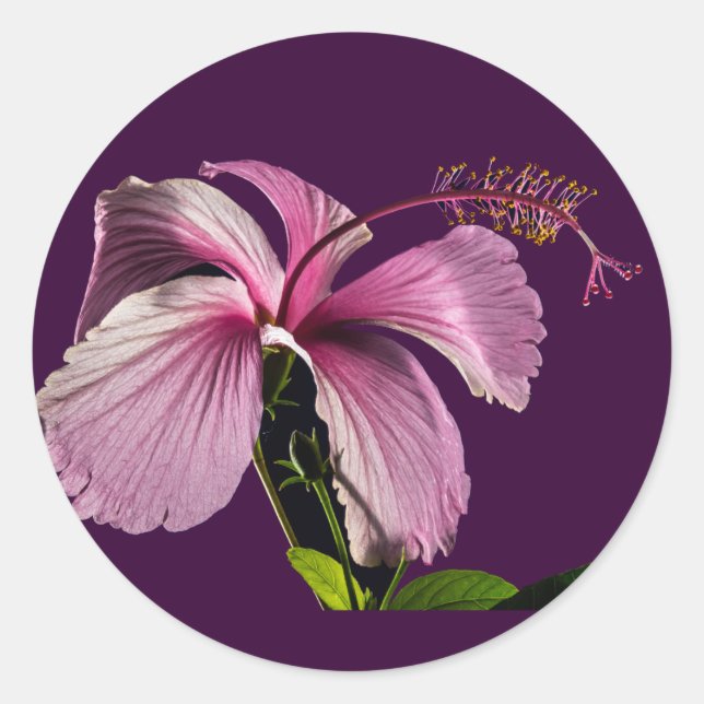 Pink Hibiscus Flower Side View Classic Round Sticker (Front)