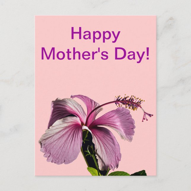 Pink Hibiscus Flower Side View Mother's Day Postcard (Front)