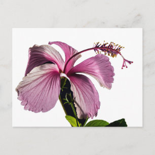 Pink Hibiscus Flower Side View Postcard