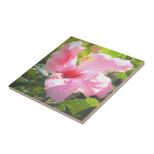 Pink Hibiscus Flower Tile