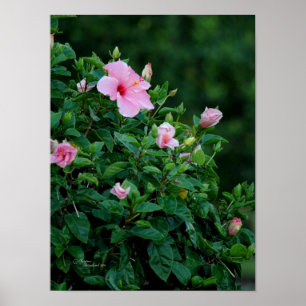 Pink Hibiscus Flower Tree Poster