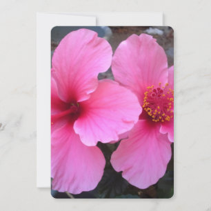 Pink Hibiscus Flowers