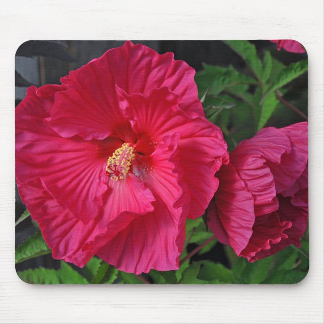 Pink hibiscus flowers mouse mat (Front)