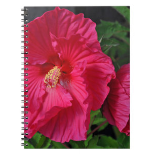 Pink hibiscus flowers notebook
