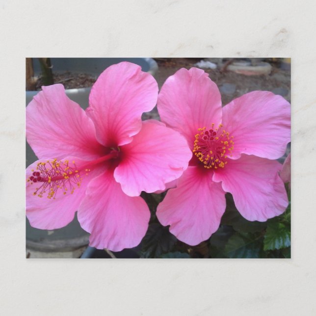 Pink Hibiscus Flowers Postcard (Front)
