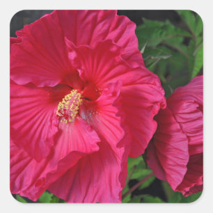 Pink hibiscus flowers square sticker