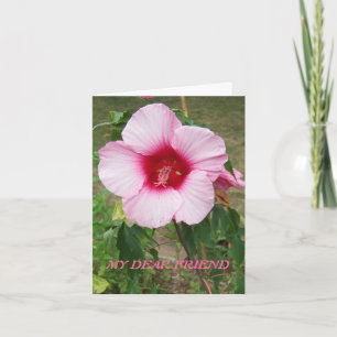 Pink Hibiscus, Friend Card