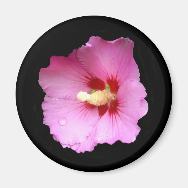 Pink Hibiscus Magnet (Front)