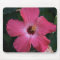 pink hibiscus