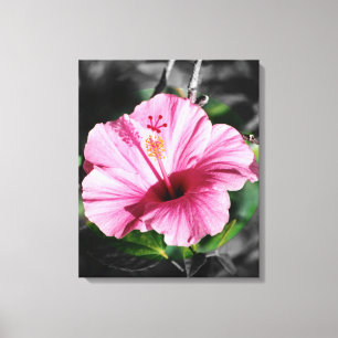 Pink Hibiscus Photo Canvas Print
