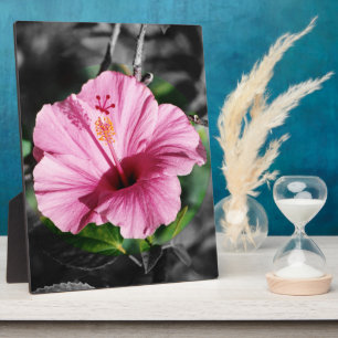 Pink Hibiscus Photo Plaque
