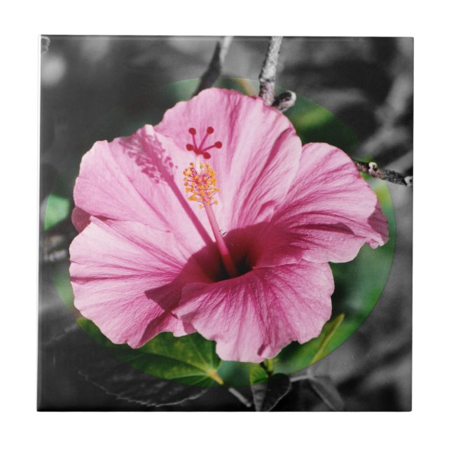 Pink Hibiscus Photo Tile (Front)