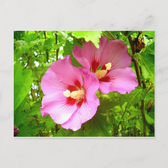 Pink Hibiscus postcard (Front)