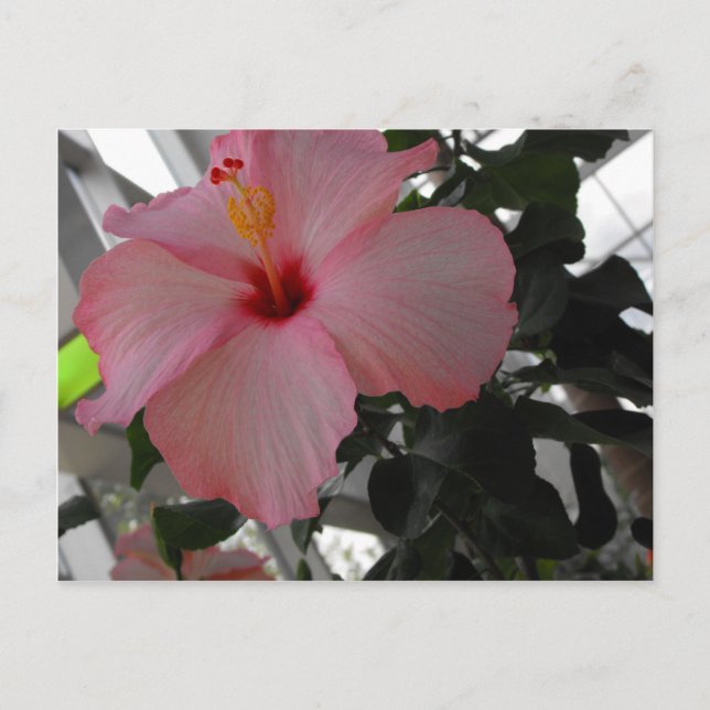 Pink Hibiscus Postcard (Front)