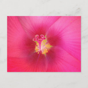 Pink Hibiscus Postcard