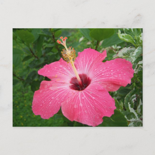 Pink Hibiscus Postcard (Front)
