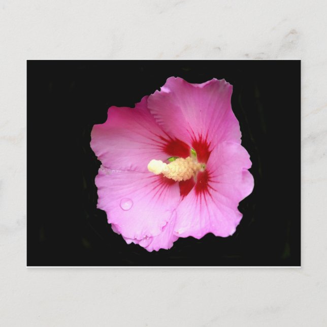 Pink Hibiscus Postcard (Front)