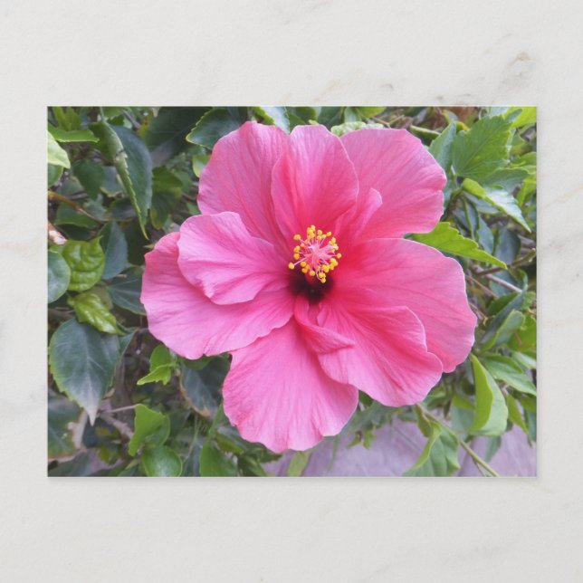 Pink Hibiscus postcard, customise Postcard (Front)