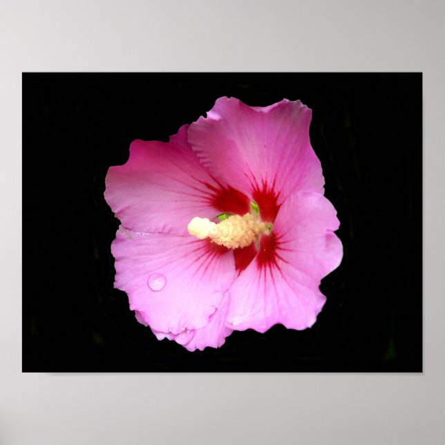 Pink Hibiscus Poster (Front)