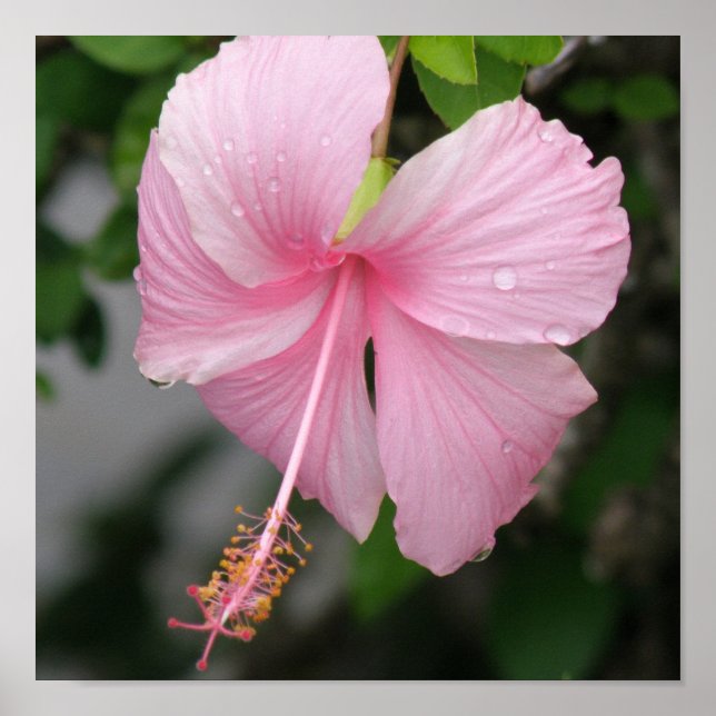 Pink Hibiscus Poster Print (Front)