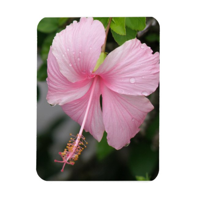 Pink Hibiscus Premium Magnet (Vertical)