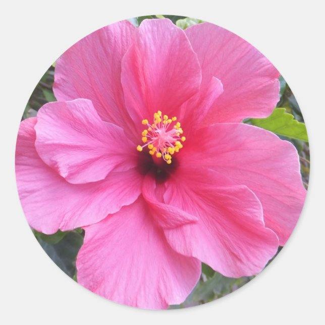 Pink Hibiscus stickers (Front)