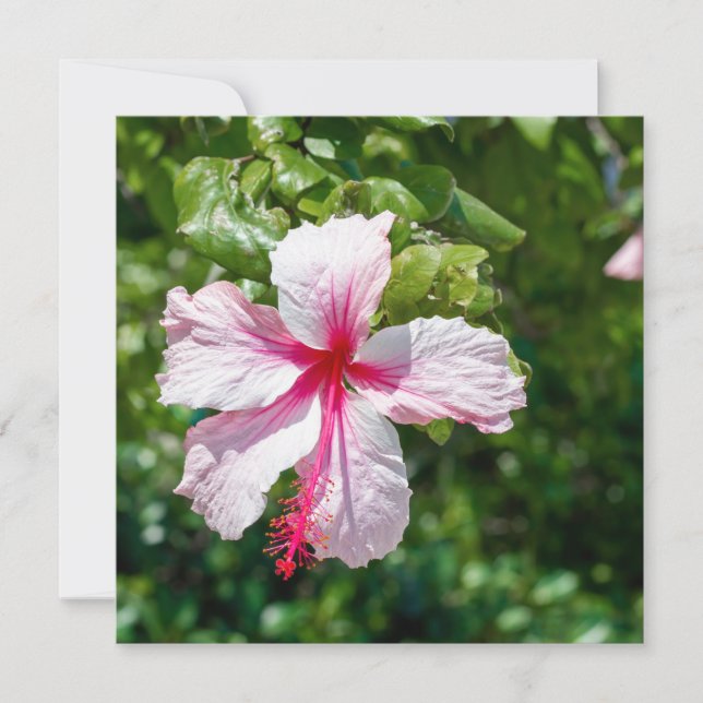 Pink Hibiscus Tropical Flower Birthday Greeting  Card (Front)