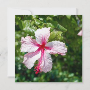 Pink Hibiscus Tropical Flower Birthday Greeting  Card
