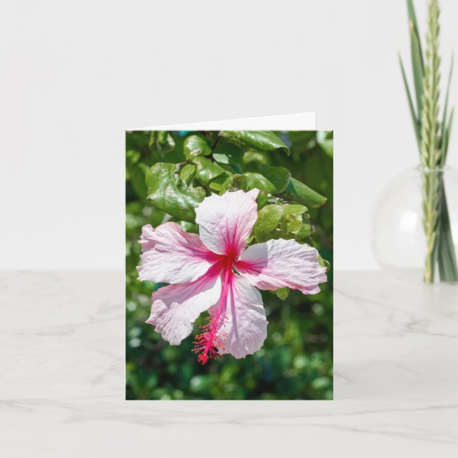 Pink Hibiscus Tropical Flower Birthday Greeting  Card (Front)