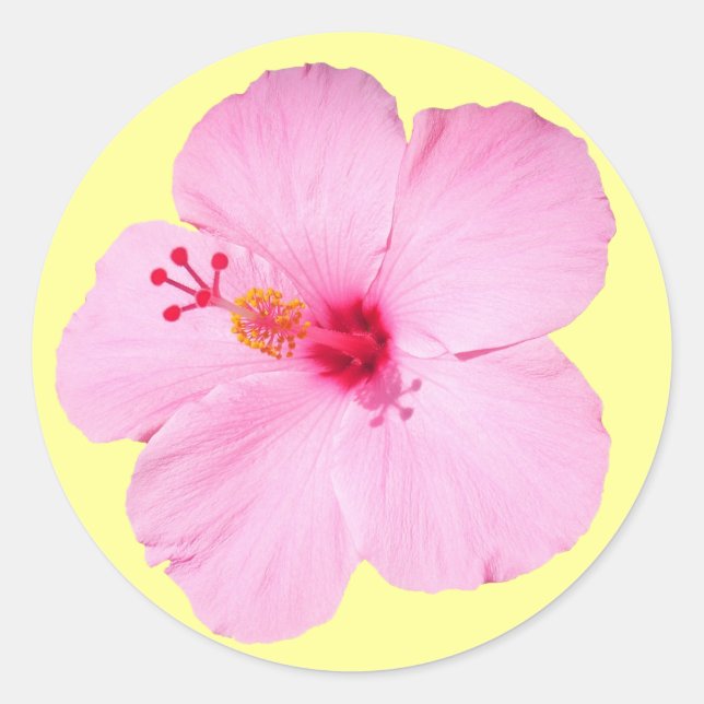 Pink Hibiscus Tropical Flower Classic Round Sticker (Front)