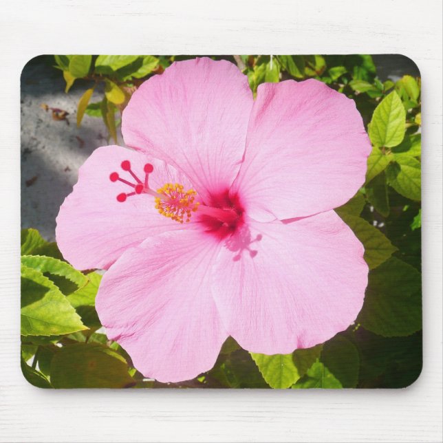 Pink Hibiscus Tropical Flower Mouse Mat (Front)