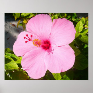 Pink Hibiscus Tropical Flower Poster