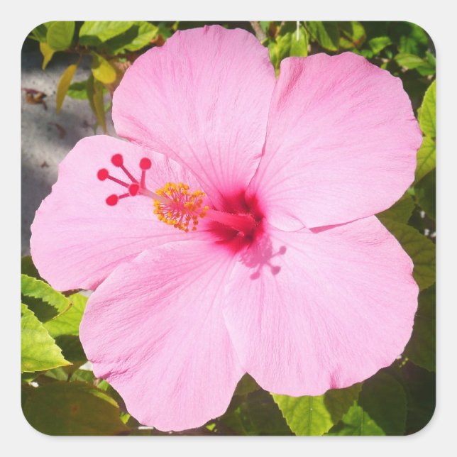 Pink Hibiscus Tropical Flower Square Sticker (Front)