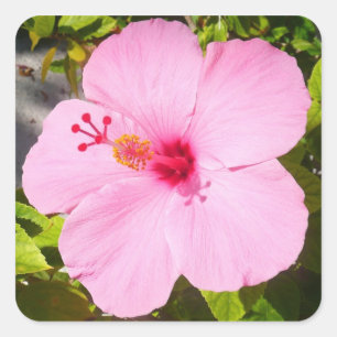 Pink Hibiscus Tropical Flower Square Sticker