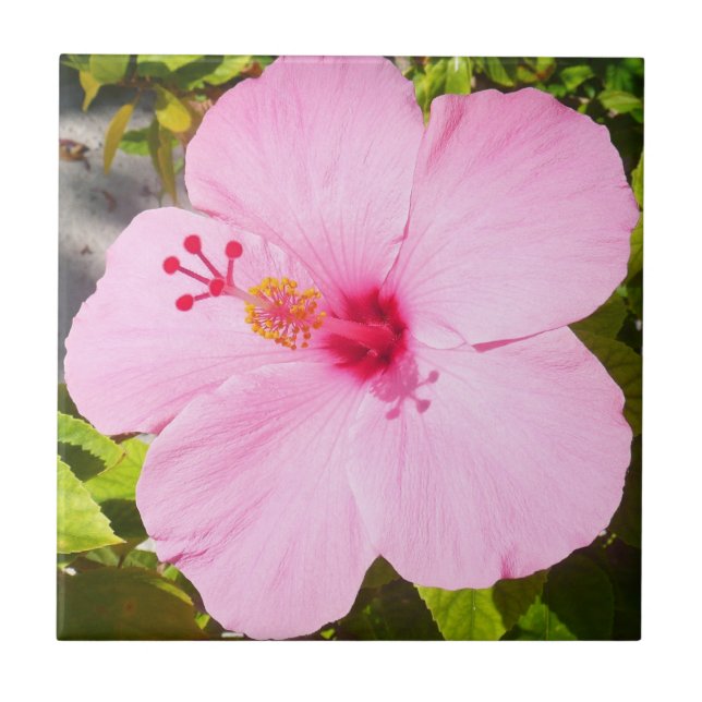 Pink Hibiscus Tropical Flower Tile (Front)