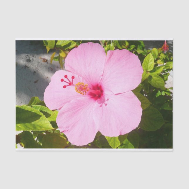 Pink Hibiscus Tropical Flower Tissue Paper (Front)