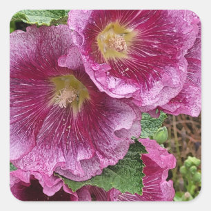 Pink hollyhock beauty   square sticker