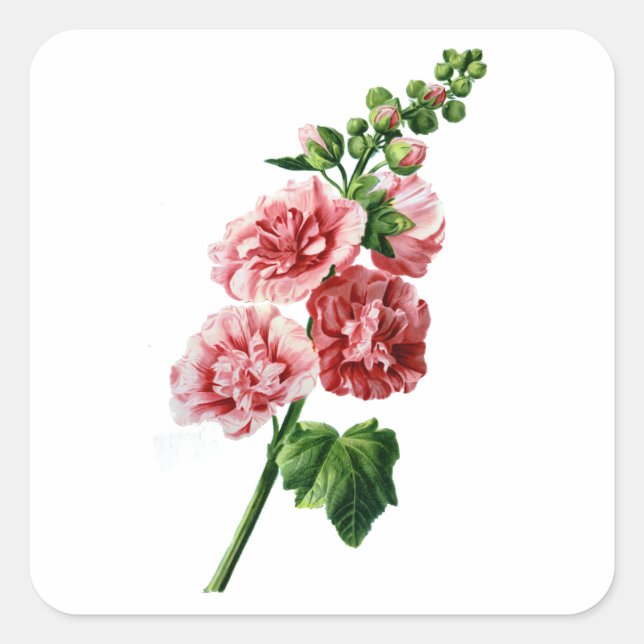Pink Hollyhock Drawn From Nature Square Sticker (Front)
