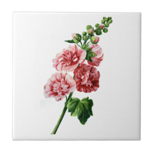 Pink Hollyhock Drawn From Nature Tile