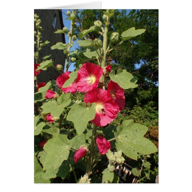 Pink Hollyhocks (Front)